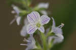 Common gypsyweed